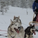 V et P et les chiens !