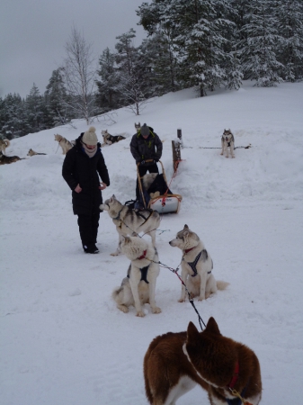 les chiens se reposent.