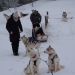 les chiens se reposent.