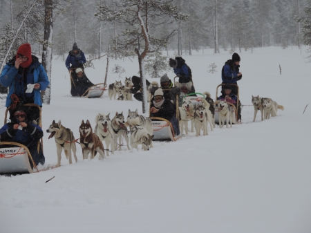 Départ excursion chiens de traîneaux !