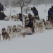 Départ excursion chiens de traîneaux !