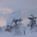 statues de sapins enneigés !